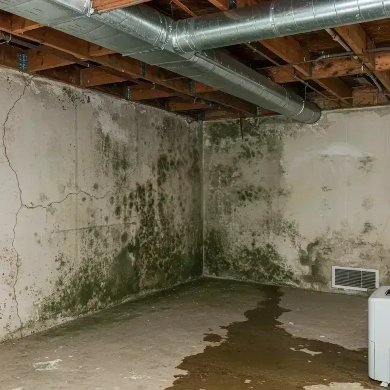 Professional Mold Removal in Spring Valley, AZ